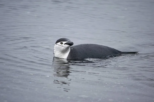 波にペンギンが泳いでいる。南極. — ストック写真