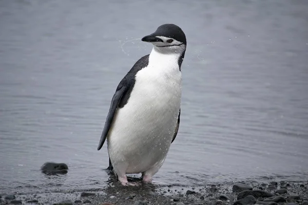 Adelie pinguin rastet an der steinigen küste der antarktis — Stockfoto