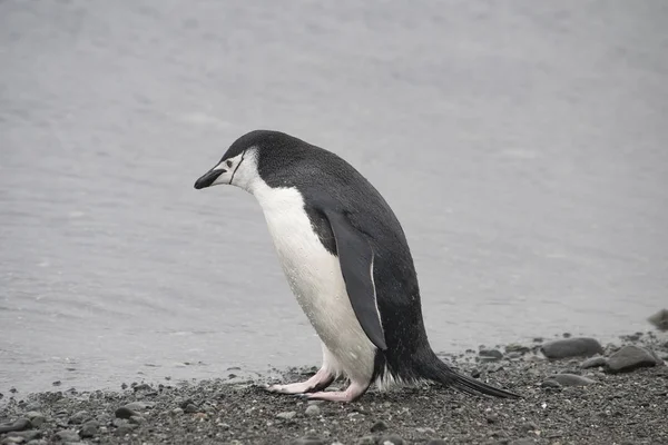 Аделі - пінгвін відпочиває на кам "яному узбережжі Антарктиди. Ліцензійні Стокові Зображення