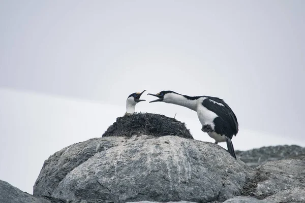 Blue eyed Antarctic shag. Nature and landscapes of Antarctica — ストック写真