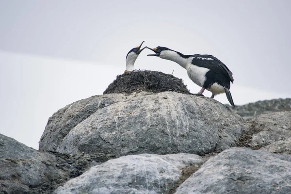 Blue eyed Antarctic shag. Nature and landscapes of Antarctica — ストック写真