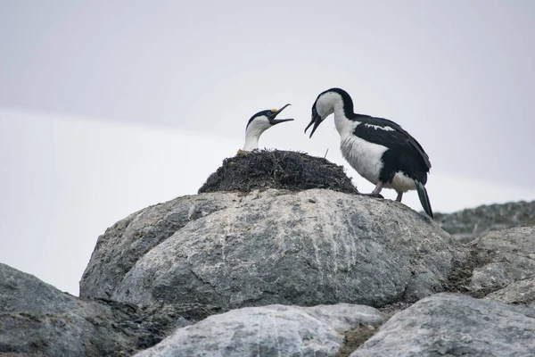 Blue eyed Antarctic shag. Nature and landscapes of Antarctica — ストック写真