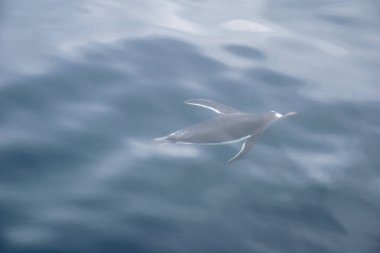 Sualtı Yüzme penguen portre.