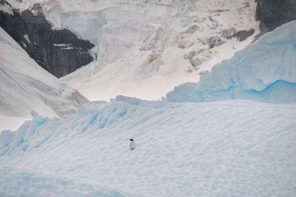 Pinguino su un iceberg nell'Antartico — Foto Stock