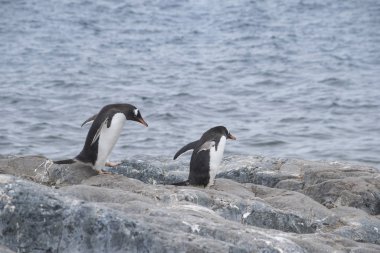 İki Gentoo Pengueni, Pygoscelis Papua Antarktika 'da aşık