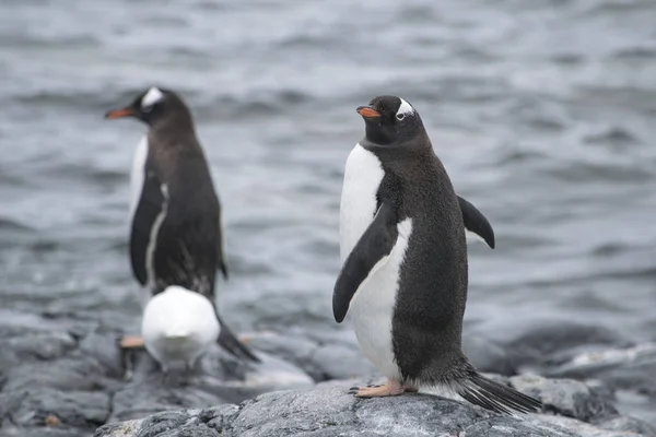Két Gentoo Pingvin, Pygoscelis Pápua szerelmes az Antarktiszon. — Stock Fotó