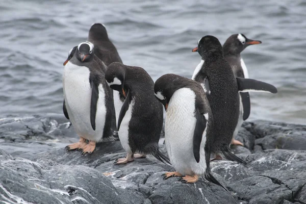 Antarktyda, grupa pingwinów Adelie. Przyroda i krajobrazy Antarktyki — Zdjęcie stockowe