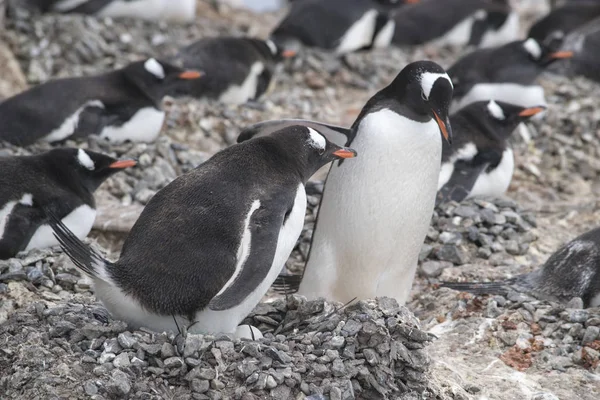 Antarktisz, Adelie Pingvinek csoportja. Az Antarktisz természete és tájai — Stock Fotó