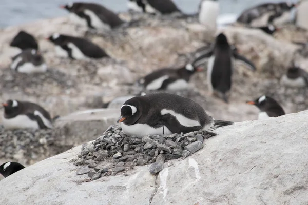 Antarktyda, grupa pingwinów Adelie. Przyroda i krajobrazy Antarktyki — Zdjęcie stockowe