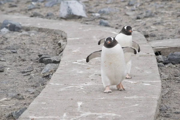 Zwei gentoo pinguine, pygoscelis papua verliebt in antarktis — Stockfoto