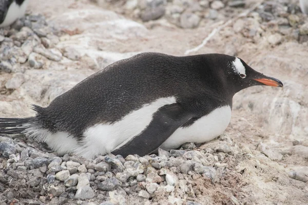 Gentoo Pinguin mit Ei und frisch geschlüpftem Küken, Antarktis — Stockfoto