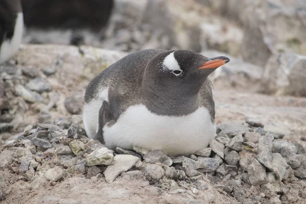 Gentoo pingvin tojással és frissen kikelt csirkével, Antarktisz — Stock Fotó