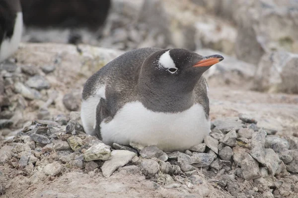 Πιγκουίνος Gentoo με αυγό και νεοσσούς νεοσσούς, Ανταρκτική — Φωτογραφία Αρχείου