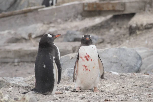 Adelie pingvin slåss mot skuor på Antarktis — Stockfoto
