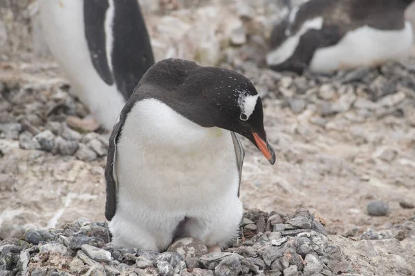 Pinguino Gentoo con uovo e pulcino appena nato, Antartide — Foto Stock