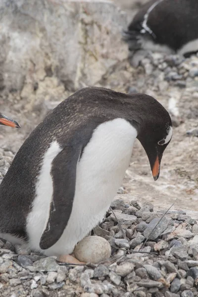 Gentoo Pinguin mit Ei und frisch geschlüpftem Küken, Antarktis — Stockfoto