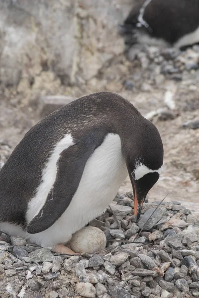 Gentoo Pinguin mit Ei und frisch geschlüpftem Küken, Antarktis — Stockfoto