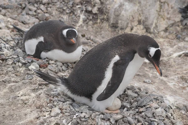 Геніальний пінгвін з яйцем і щойно вилуплена пташеня, Антарктида. — стокове фото