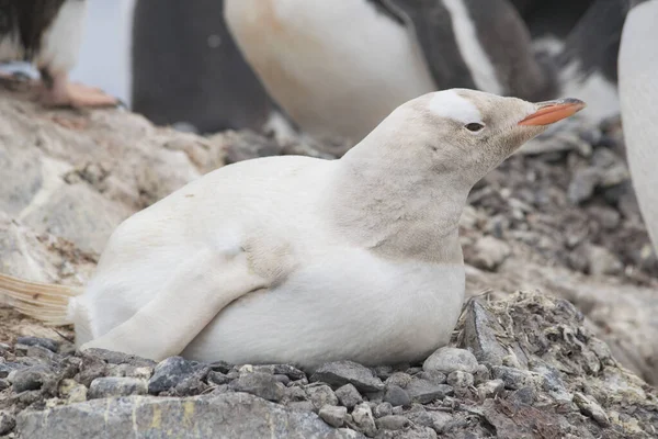 Gentoo penguin albino on the Antarctic Peninsula. Ліцензійні Стокові Зображення