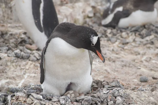 Gentoo pingwin z jajkiem i nowo wyklute pisklę, Antarktyda Obrazek Stockowy