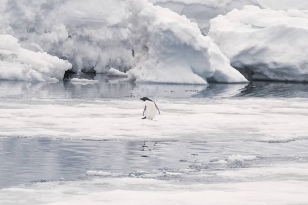 Pingwin Adelie na górze lodowej na Antarktydzie — Zdjęcie stockowe