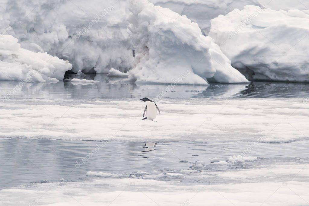 Adelie penguin on iceberg in Antarctica