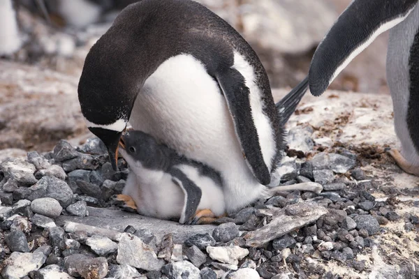 Pinguim no seu ninho com pintainho. Antártida — Fotografia de Stock