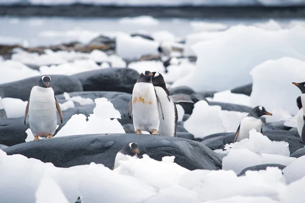 在黑色岩石上的一小队企鹅小鸡。南极洲. — 图库照片