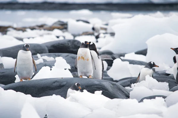 Um pequeno grupo de pinguins na rocha negra. Antártida . — Fotografia de Stock