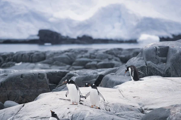 Μικρή ομάδα νεοσσών πιγκουίνων στο μαύρο βράχο. Ανταρκτική. — Φωτογραφία Αρχείου