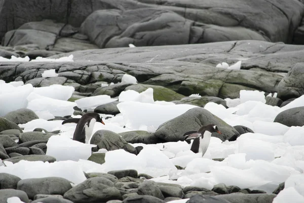 黒い岩の上にペンギンの雛の小さなグループ。南極. — ストック写真