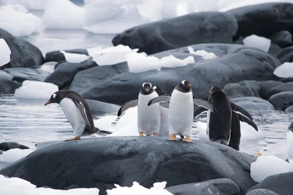 Маленька група пташенят пінгвінів на чорній скелі. Антарктида. — стокове фото