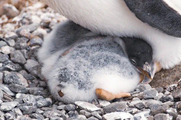 Pingwin białobrewy z piskląt w gnieździe — Zdjęcie stockowe