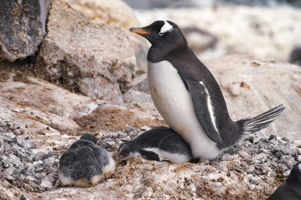 Gentoo пінгвін з курчат в гніздо — стокове фото