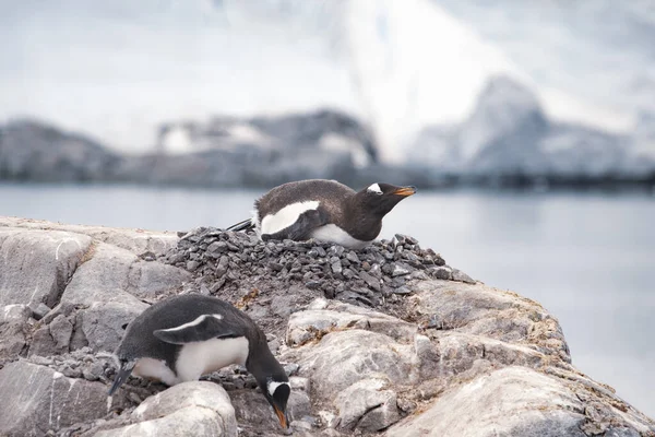 Gentoo penguin with chicks in nest — Stock Photo, Image