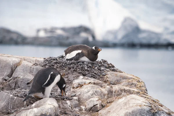 Pinguim gentoo com filhotes no ninho — Fotografia de Stock
