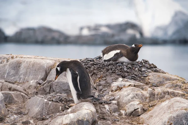 Pingwin białobrewy z piskląt w gnieździe — Zdjęcie stockowe