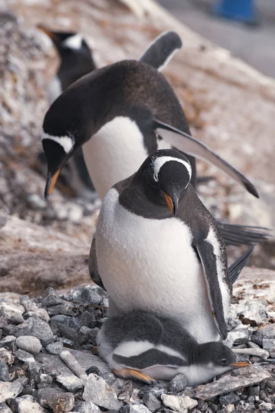 Gentoo πιγκουίνος με νεοσσών στη φωλιά — Φωτογραφία Αρχείου