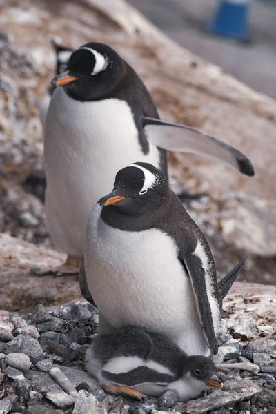 Gentoo Pinguin mit Küken im Nest — Stockfoto