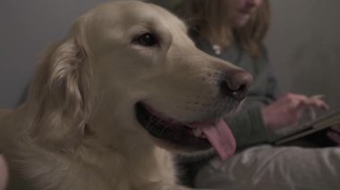 Güzel genç kız, dijital çizimler çizerek köpeğiyle yatakta rahatlıyor. İyi akşamlar. 4k Uhd Düzenlenmiş Ham görüntü