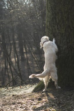 Gizemli bir sonbahar ormanında bekâr köpek golden retriever. Köpek zıplıyor ve ağaca sarılıyor.