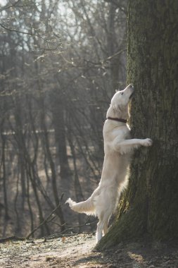 Ağaç kucaklama, Golden Retriever 'ın ağaca sarılışı. Aşk için konsept doğa, ağaç günü
