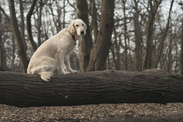 犬の品種ゴールデンレトリバー神秘的な秋の森の中のログに座っています 暗い森の風景 — ストック写真