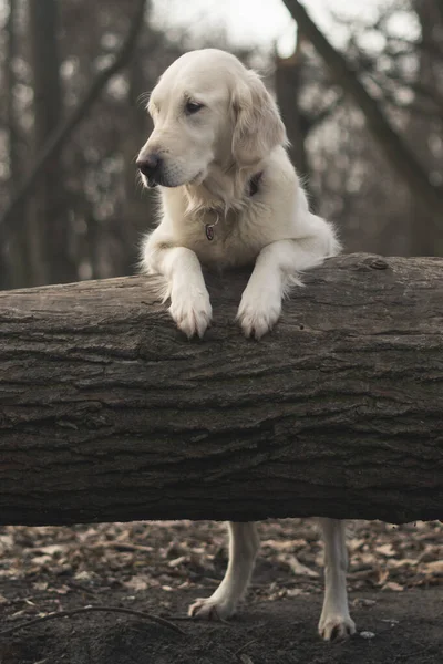 Dog Breed Golden Retriever Sitting Log Mystical Autumn Forest Dark — Φωτογραφία Αρχείου