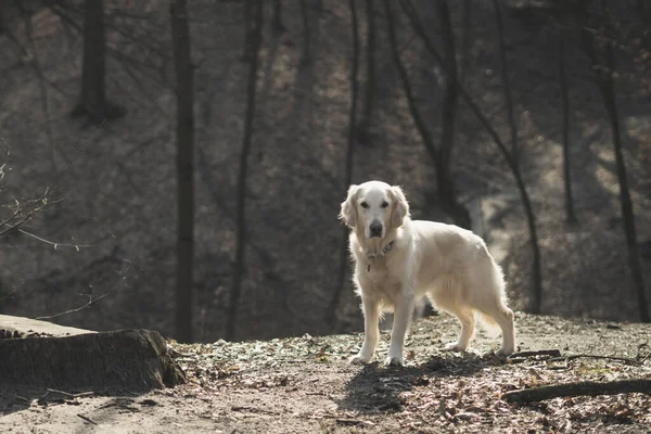 Bella Razza Cane Golden Retriever Passeggiate Nella Foresta Del Mattino — Foto Stock