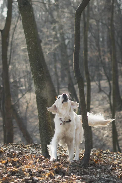 Piękny Pies Rasy Golden Retriever Spacery Lesie Rano Wczesną Wiosną — Zdjęcie stockowe