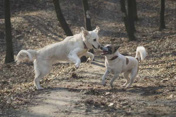 Dwa Psy Lesie Tle Dwa Psy Świeżym Powietrzu Przyjaźń Związek — Zdjęcie stockowe