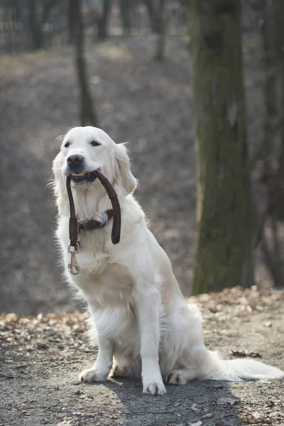 Красива Золота Собака Ретривер Повідцем Сидить Парку Голими Деревами Восени — стокове фото