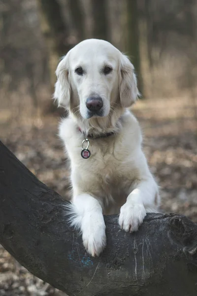 Raça Cão Golden Retriever Está Sentado Log Floresta Mística Outono — Fotografia de Stock