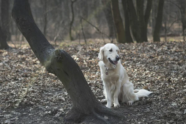 Pies Rasy Golden Retriever Spacer Lesie Ciemna Scena Lasu Ścieżka — Zdjęcie stockowe